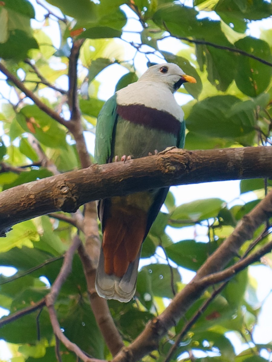 Black-chinned Fruit-Dove - BY Tan