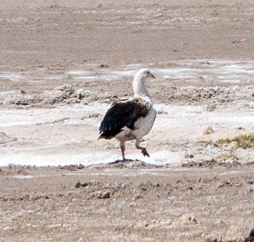 Andean Goose - ML616920580