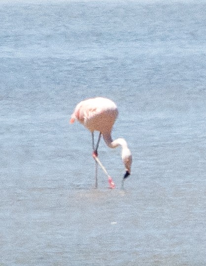 Chilean Flamingo - ML616920632