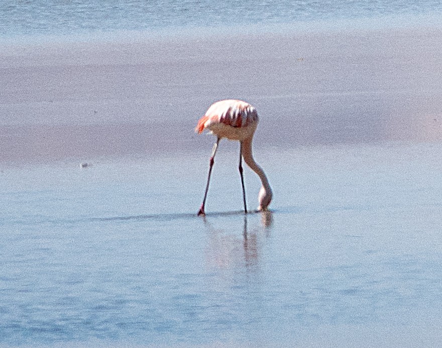 Chilean Flamingo - ML616920633
