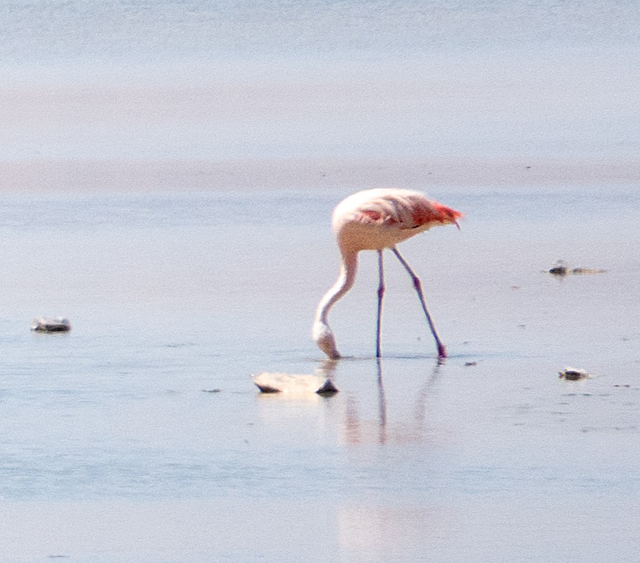 Chilean Flamingo - ML616920634
