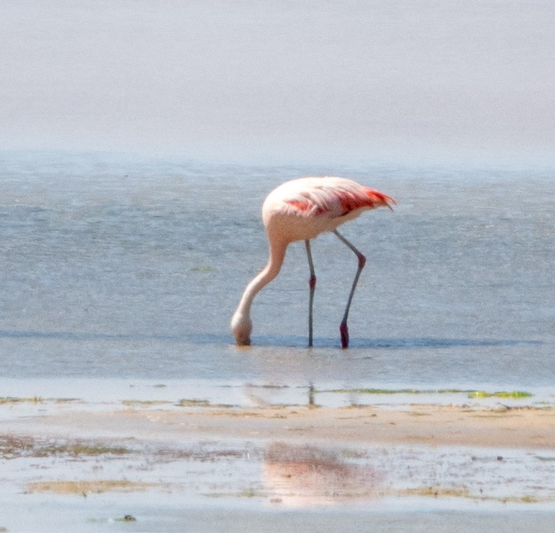 Şili Flamingosu - ML616920635