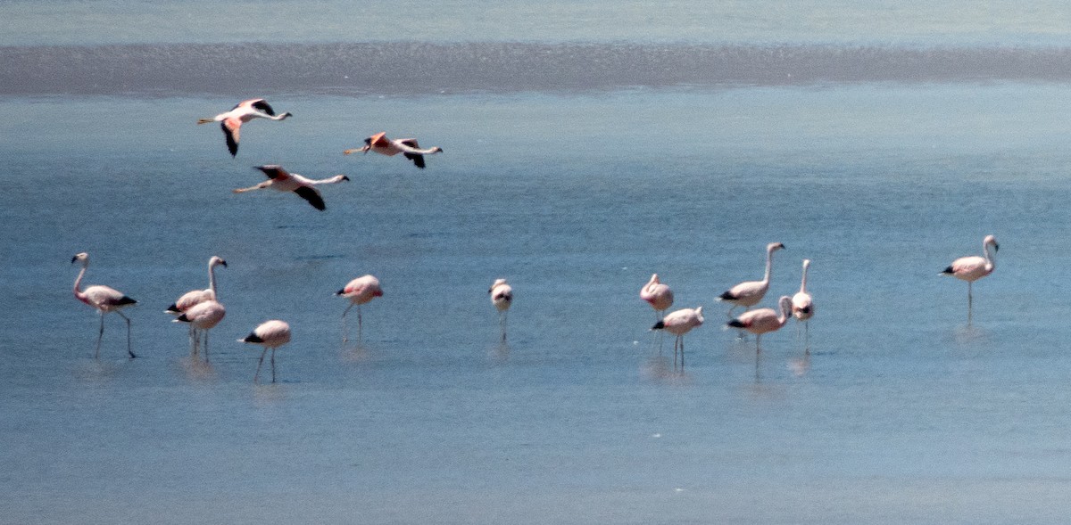 And Flamingosu - ML616920653