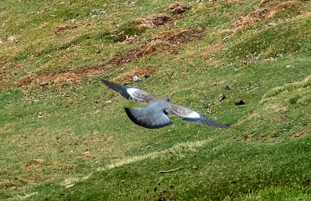 Spot-winged Pigeon - ML616920673