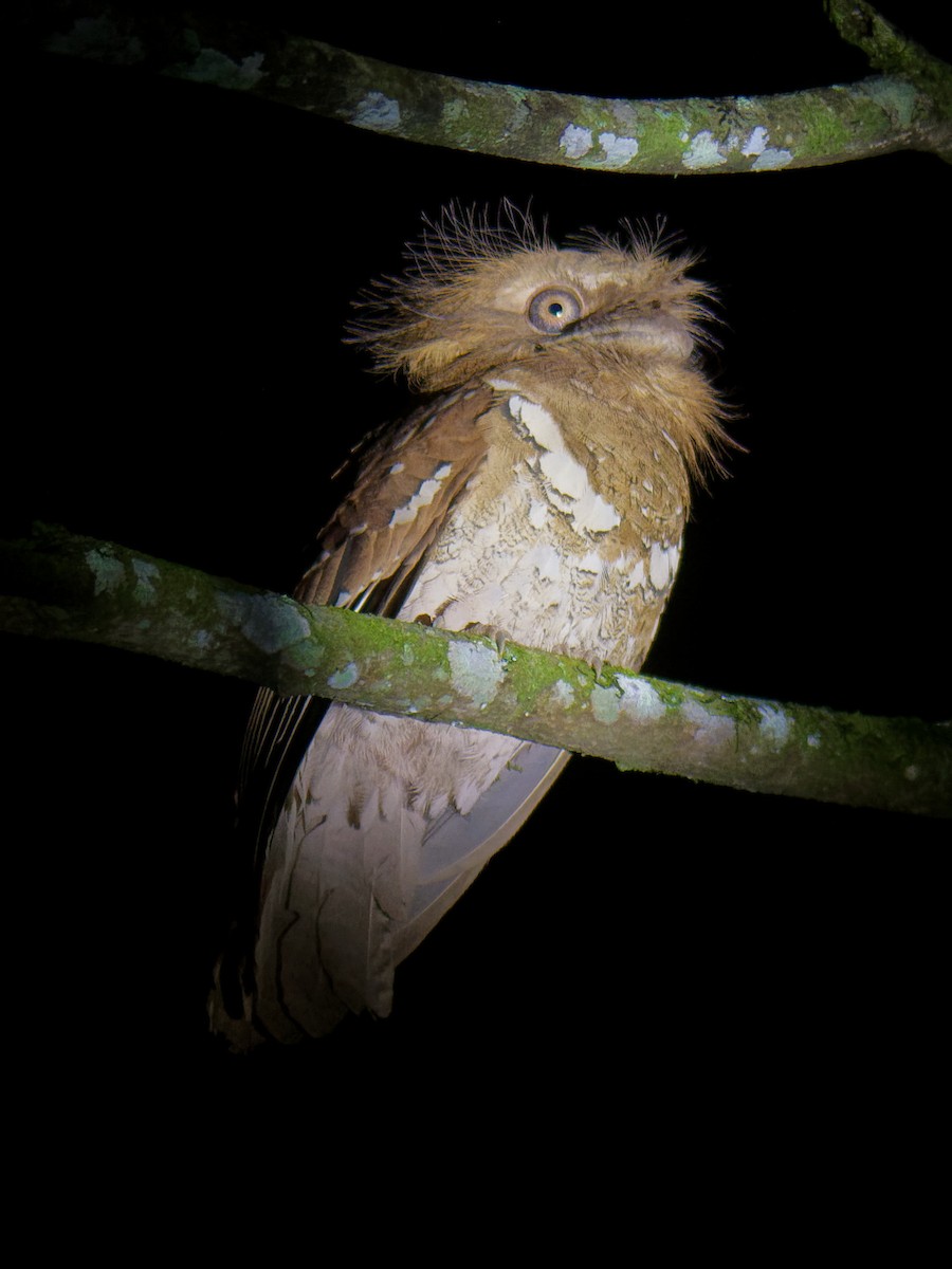 Philippine Frogmouth - ML616920764