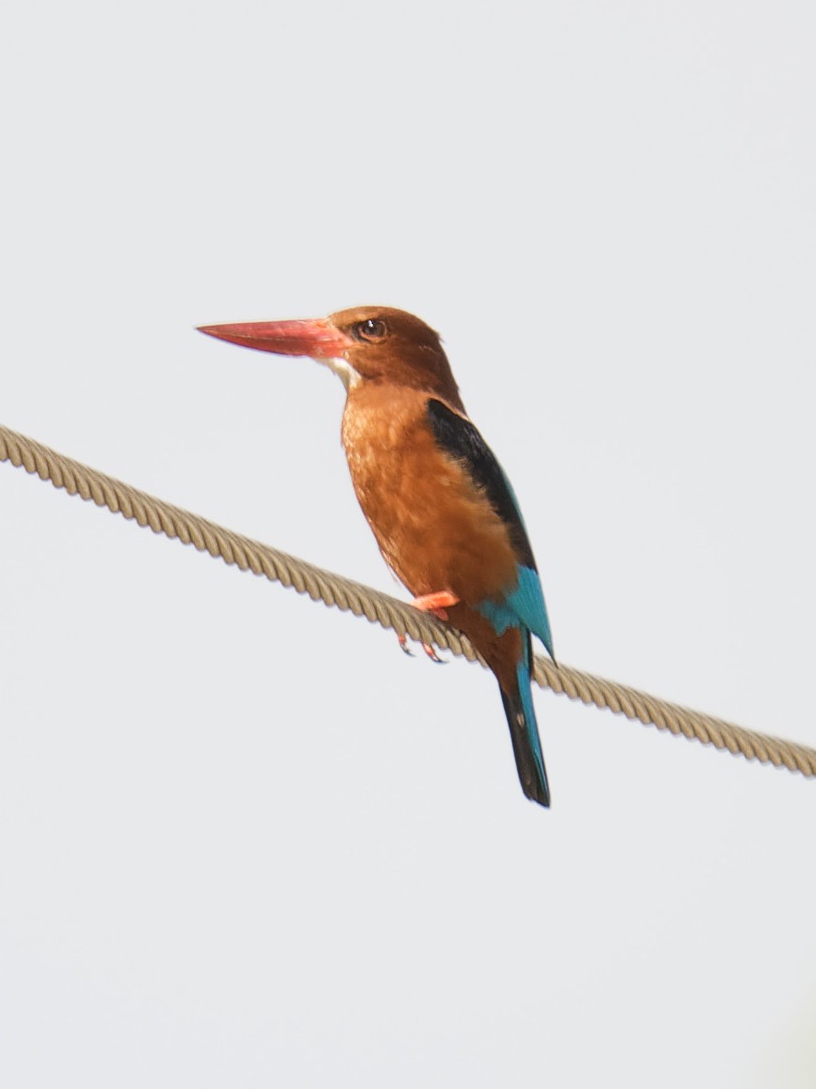 Brown-breasted Kingfisher - BY Tan