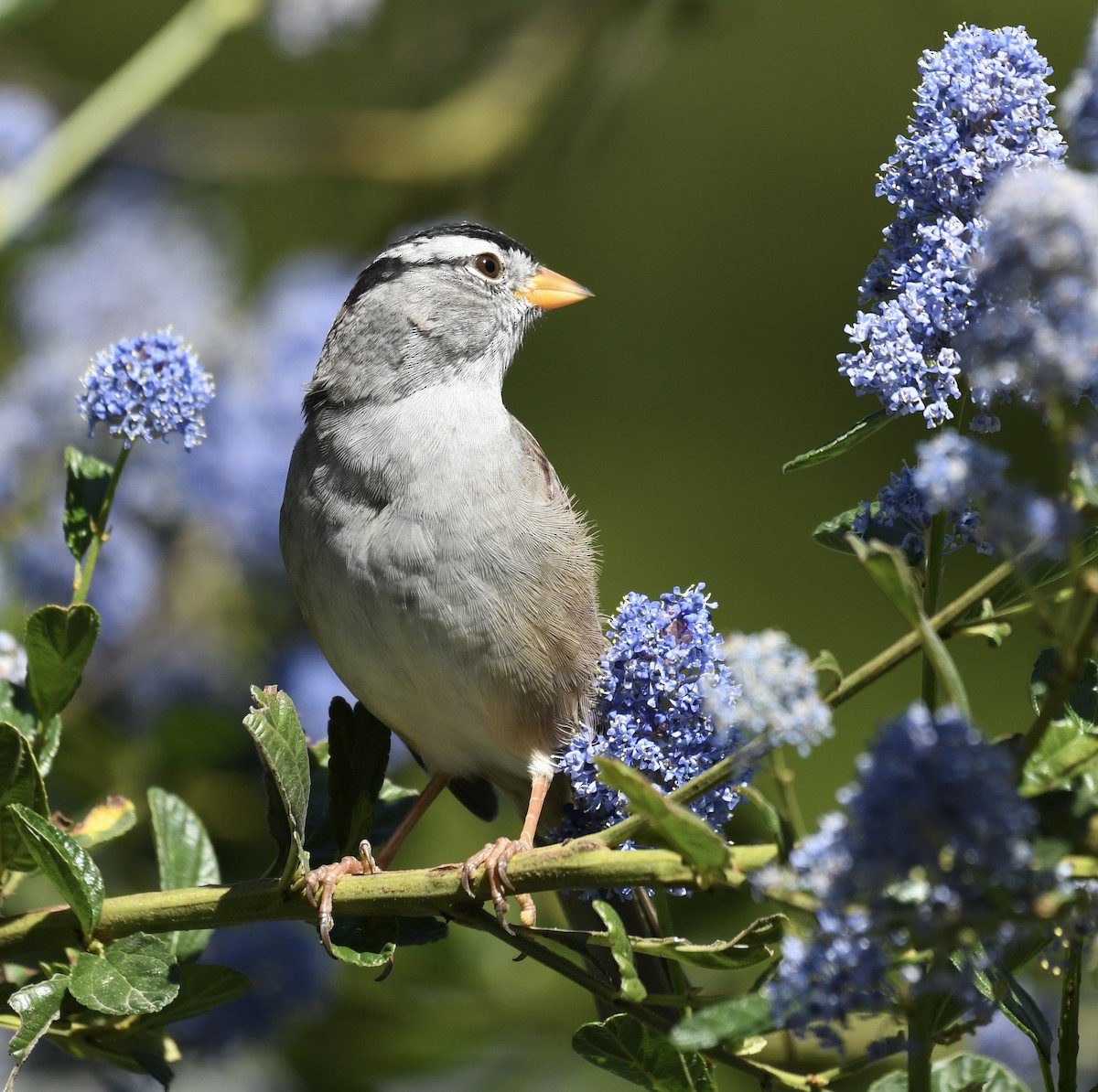 White-crowned Sparrow (pugetensis) - ML616920794