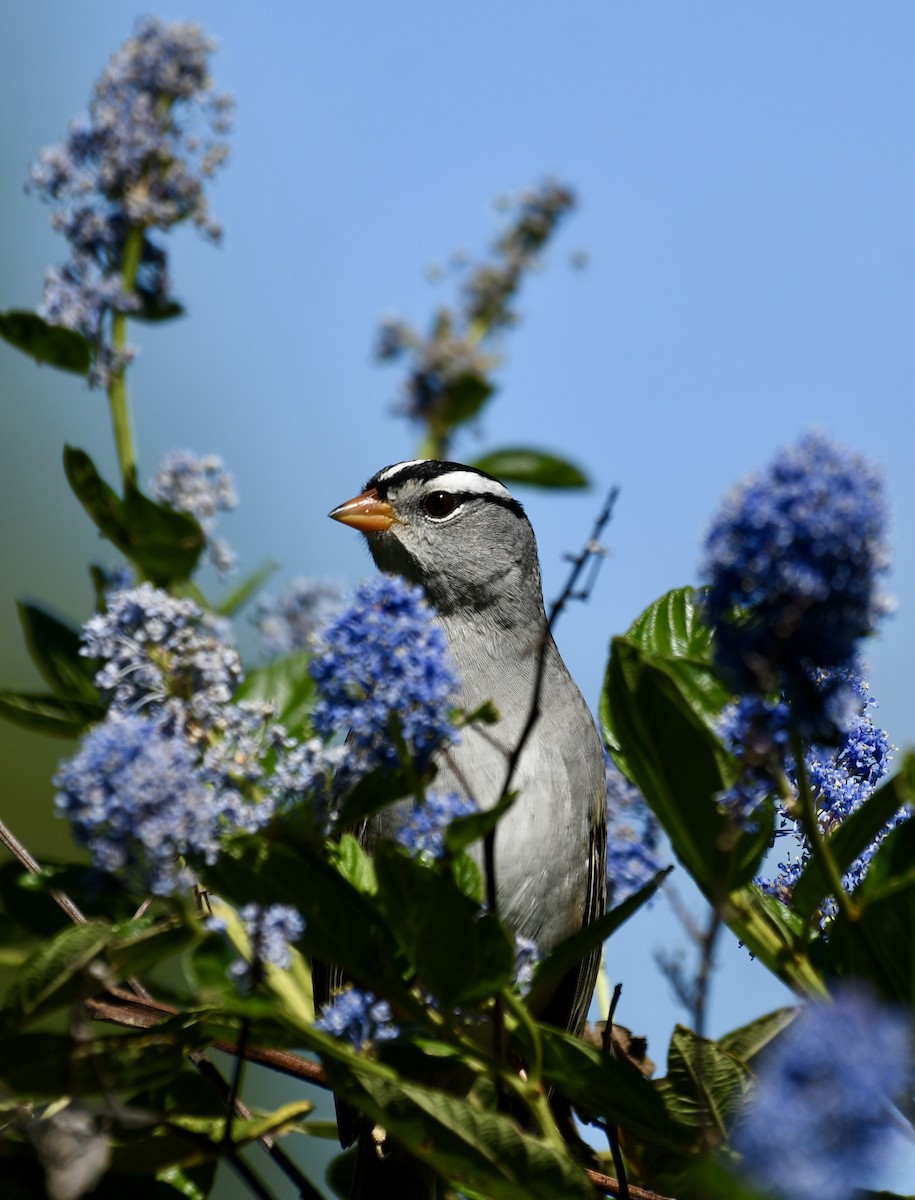 White-crowned Sparrow (pugetensis) - ML616920796