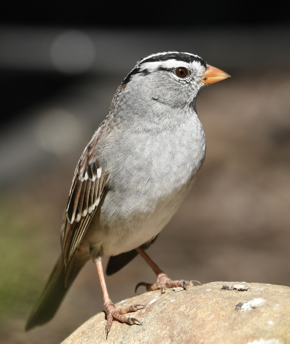 White-crowned Sparrow (pugetensis) - ML616920797