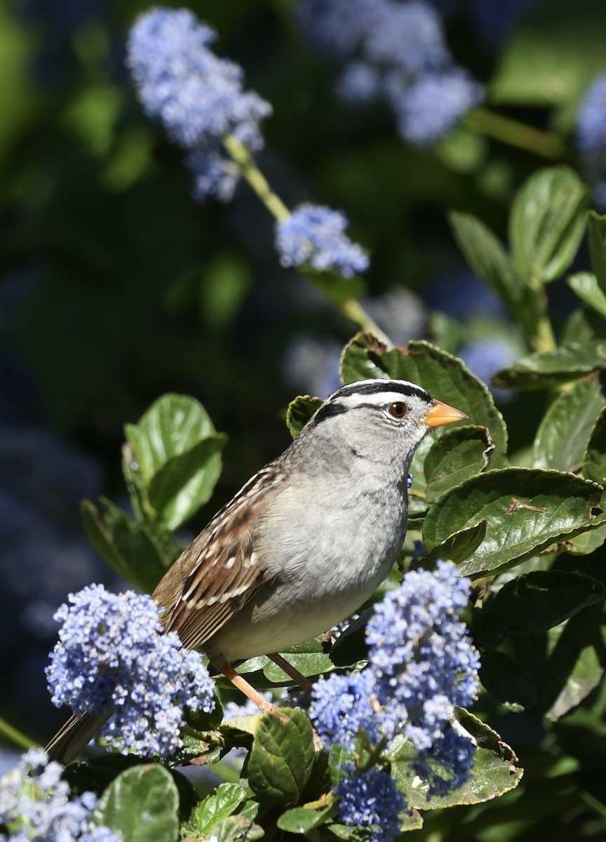 White-crowned Sparrow (pugetensis) - ML616920798