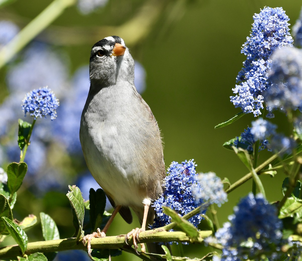 White-crowned Sparrow (pugetensis) - ML616920799
