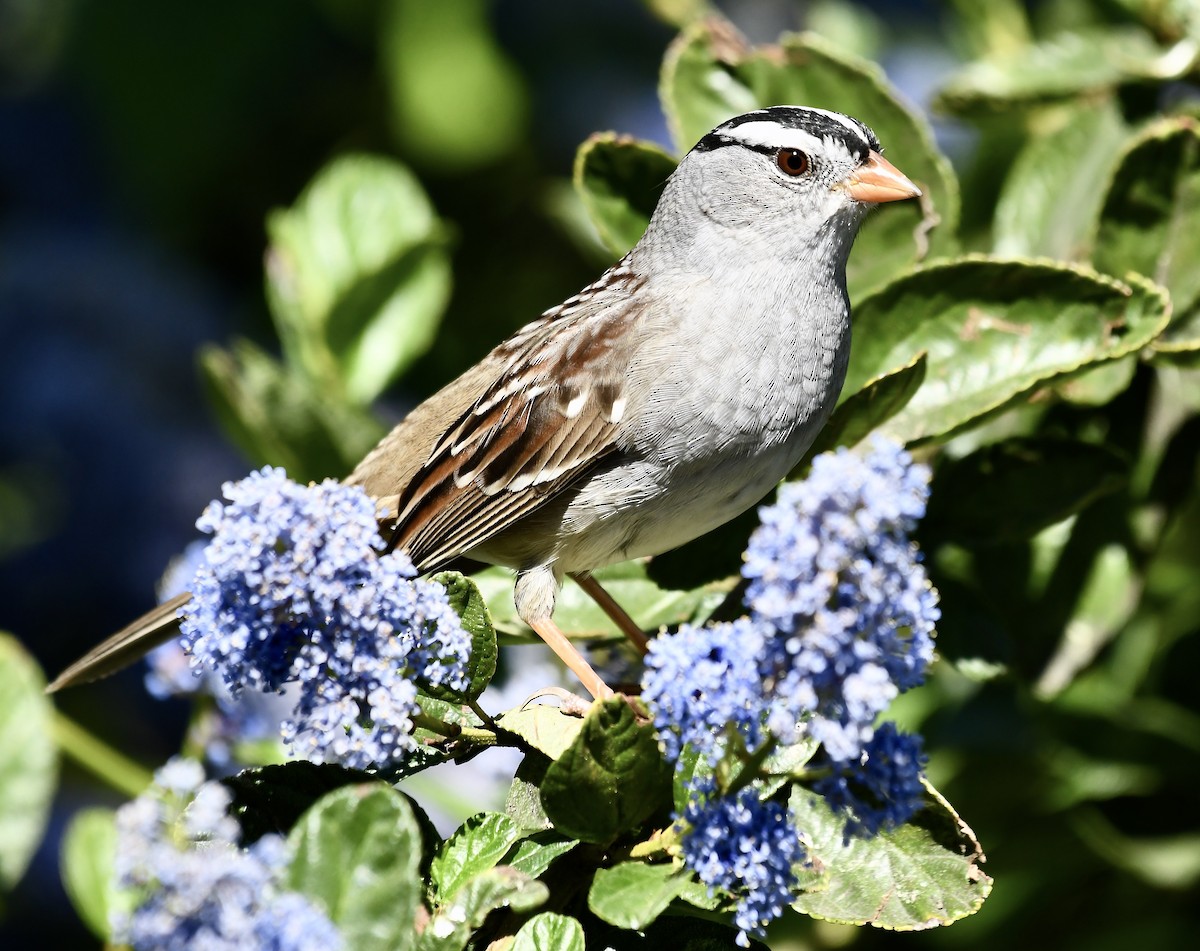 White-crowned Sparrow (pugetensis) - ML616920800