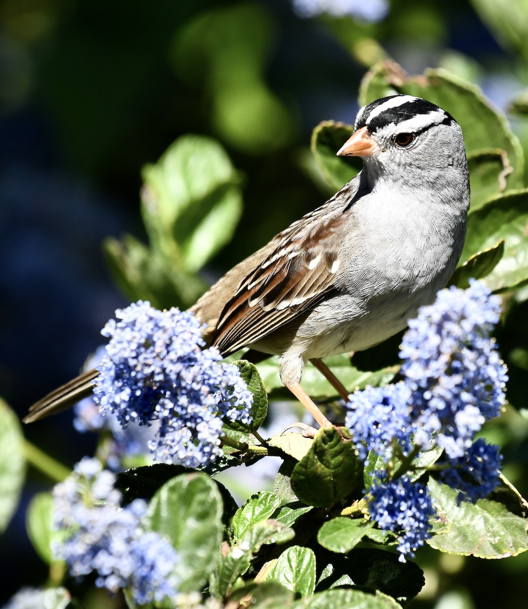 White-crowned Sparrow (pugetensis) - Theresa Bucher