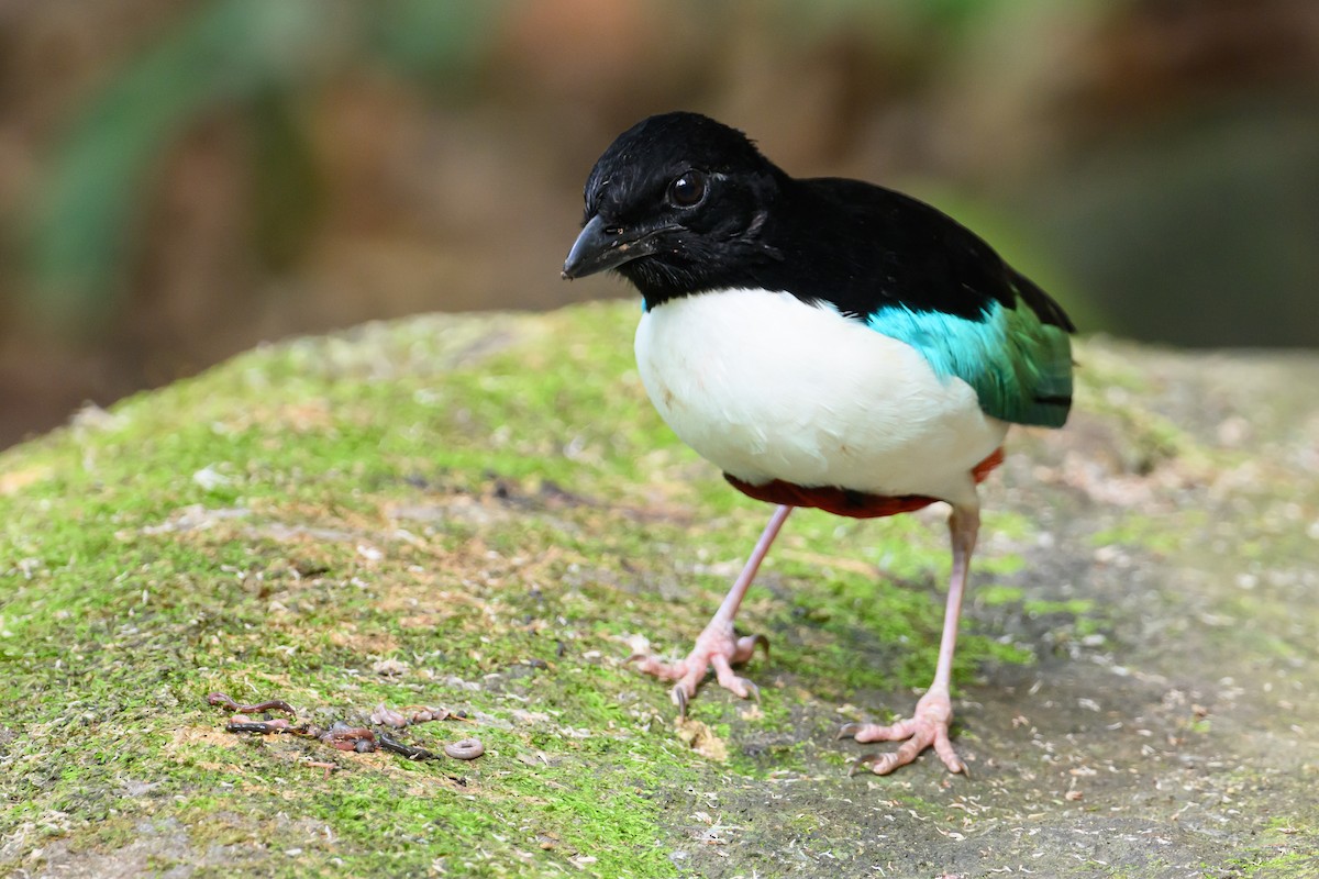 Ivory-breasted Pitta - ML616920825