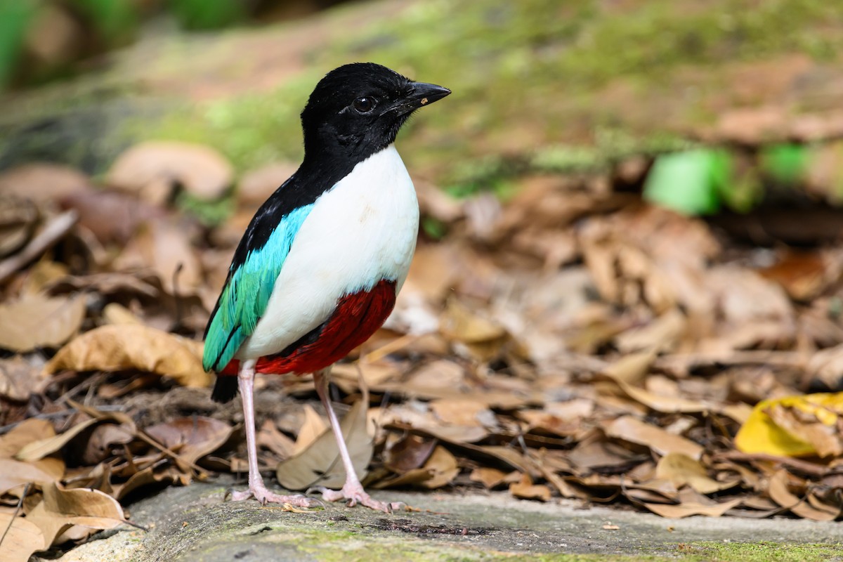 Ivory-breasted Pitta - ML616920826