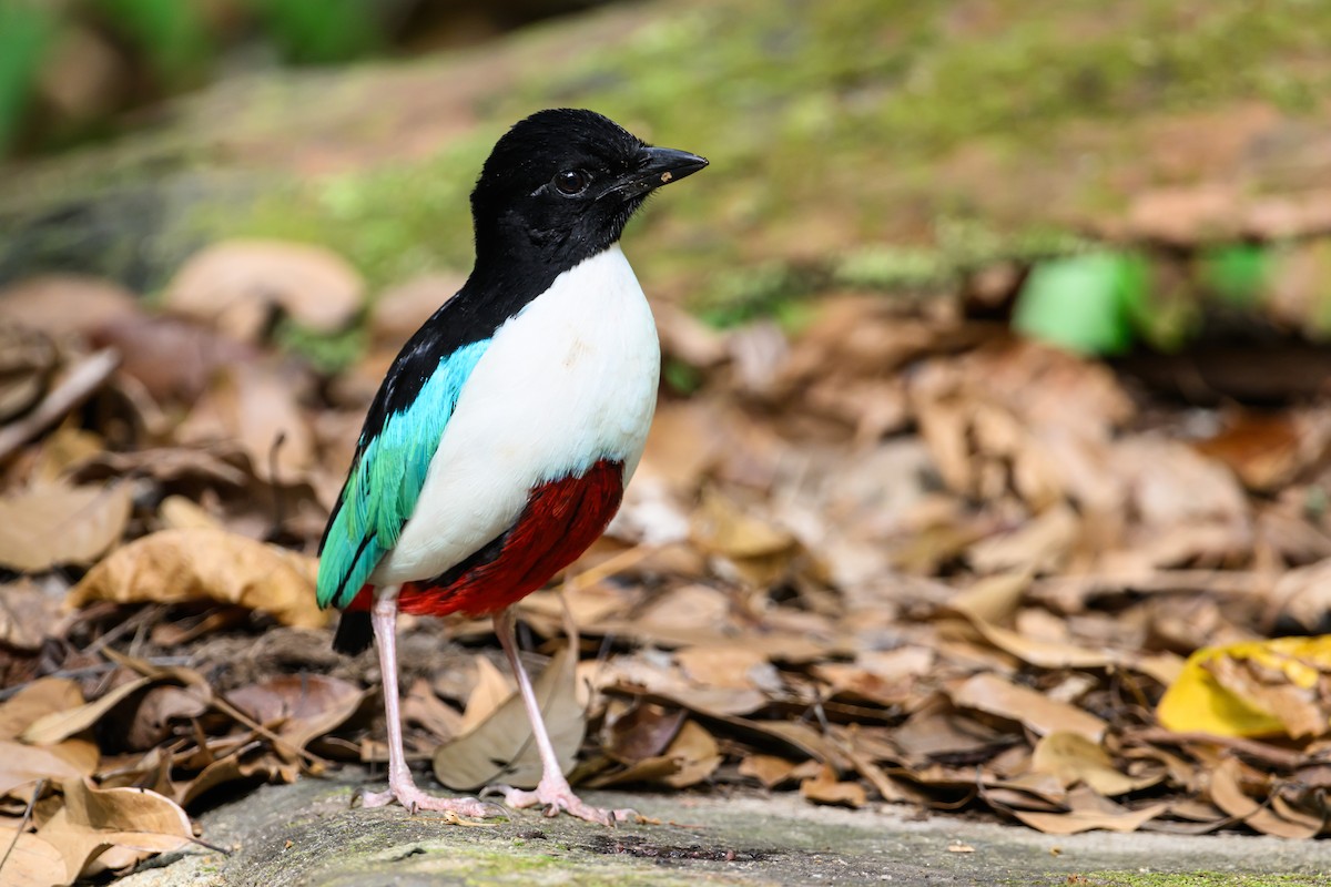 Ivory-breasted Pitta - ML616920827
