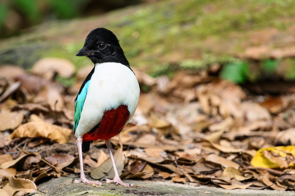 Ivory-breasted Pitta - ML616920828