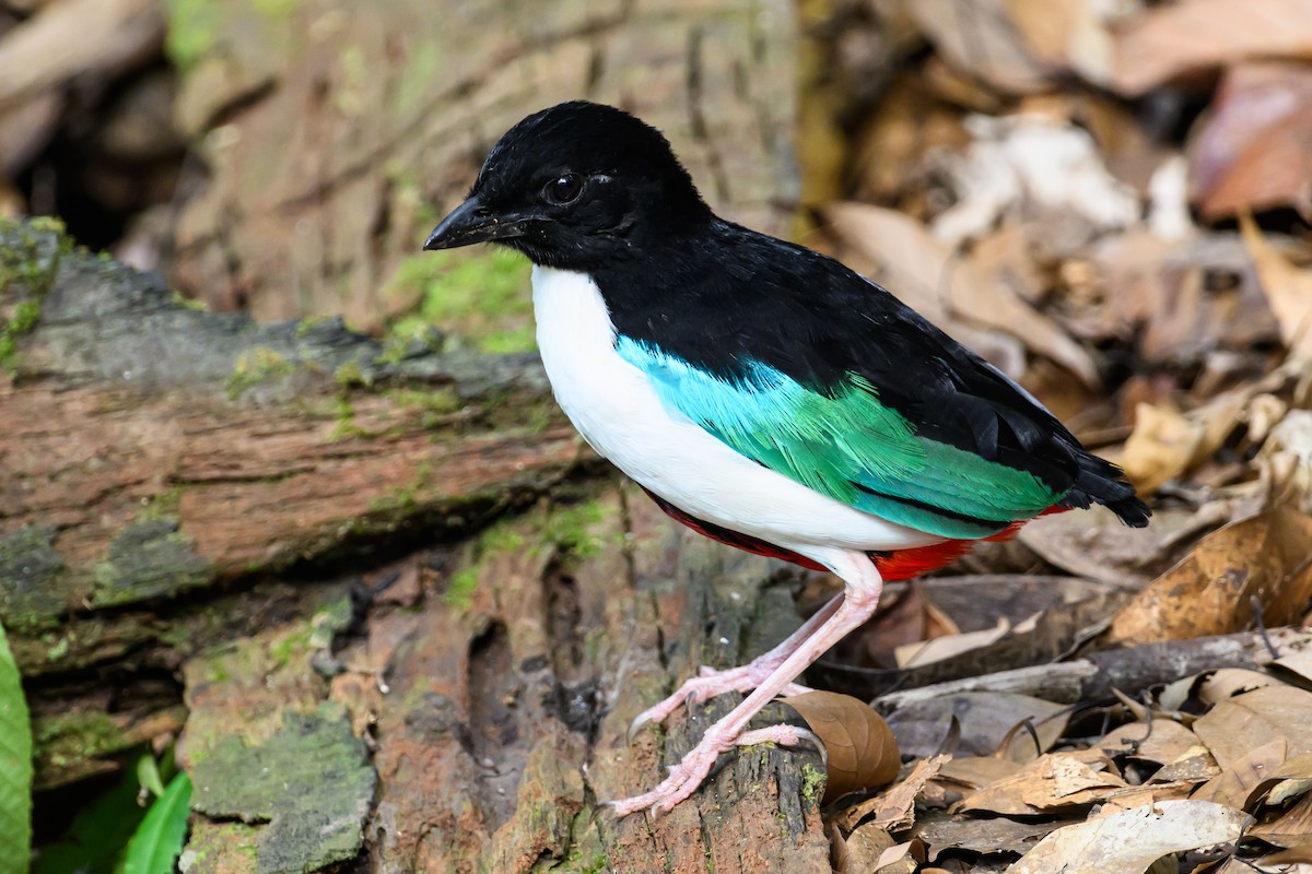 Ivory-breasted Pitta - ML616920830