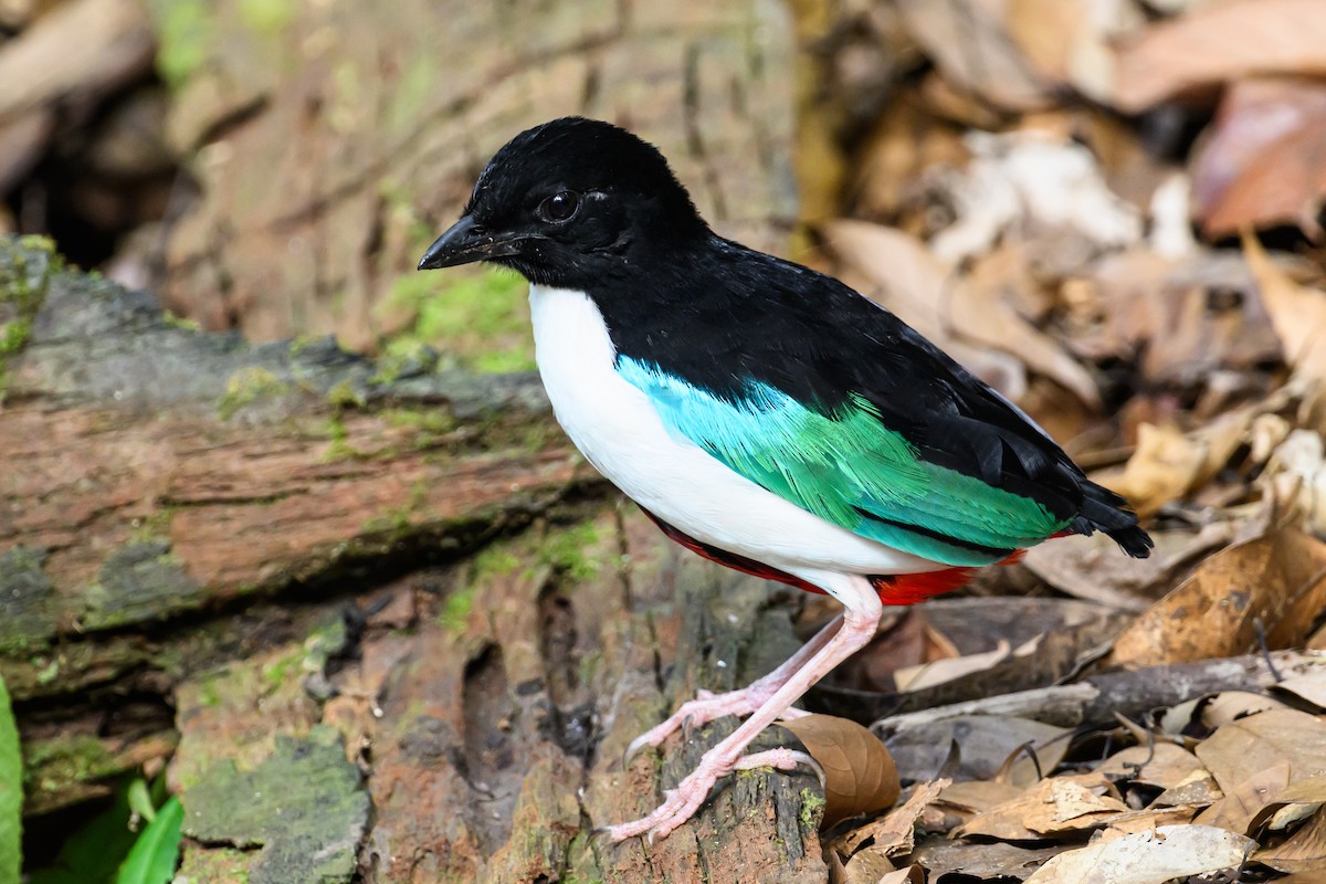 Ivory-breasted Pitta - ML616920831