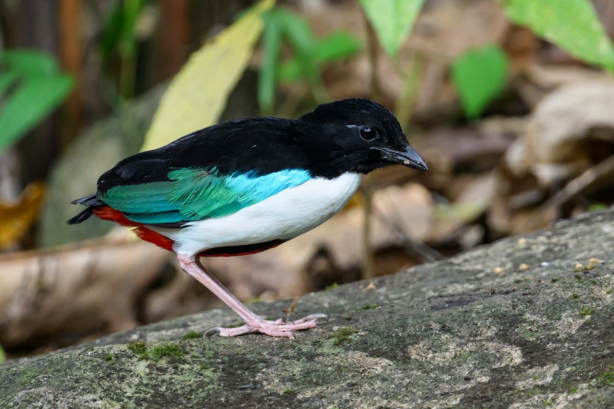 Ivory-breasted Pitta - ML616920838