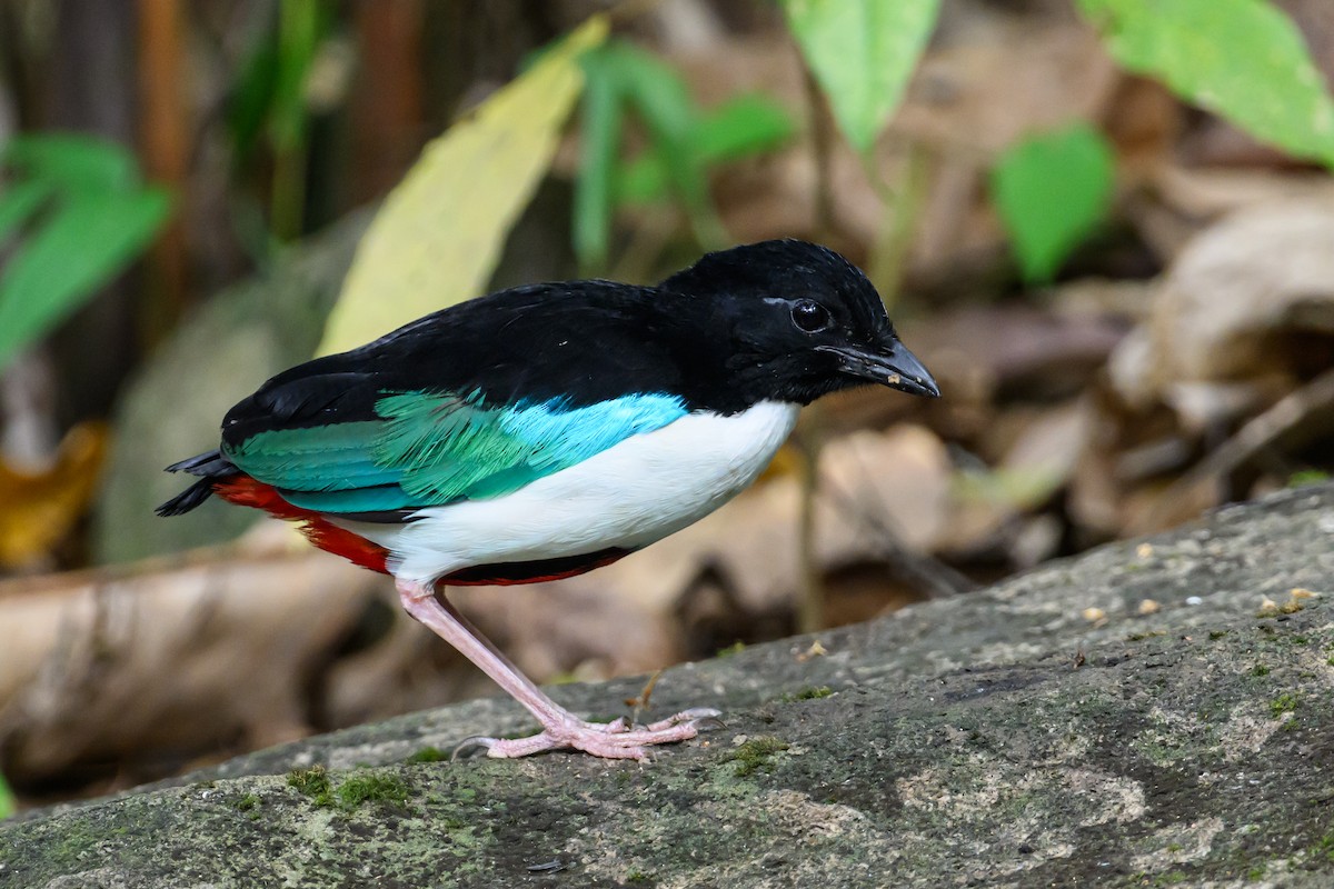 Ivory-breasted Pitta - ML616920839