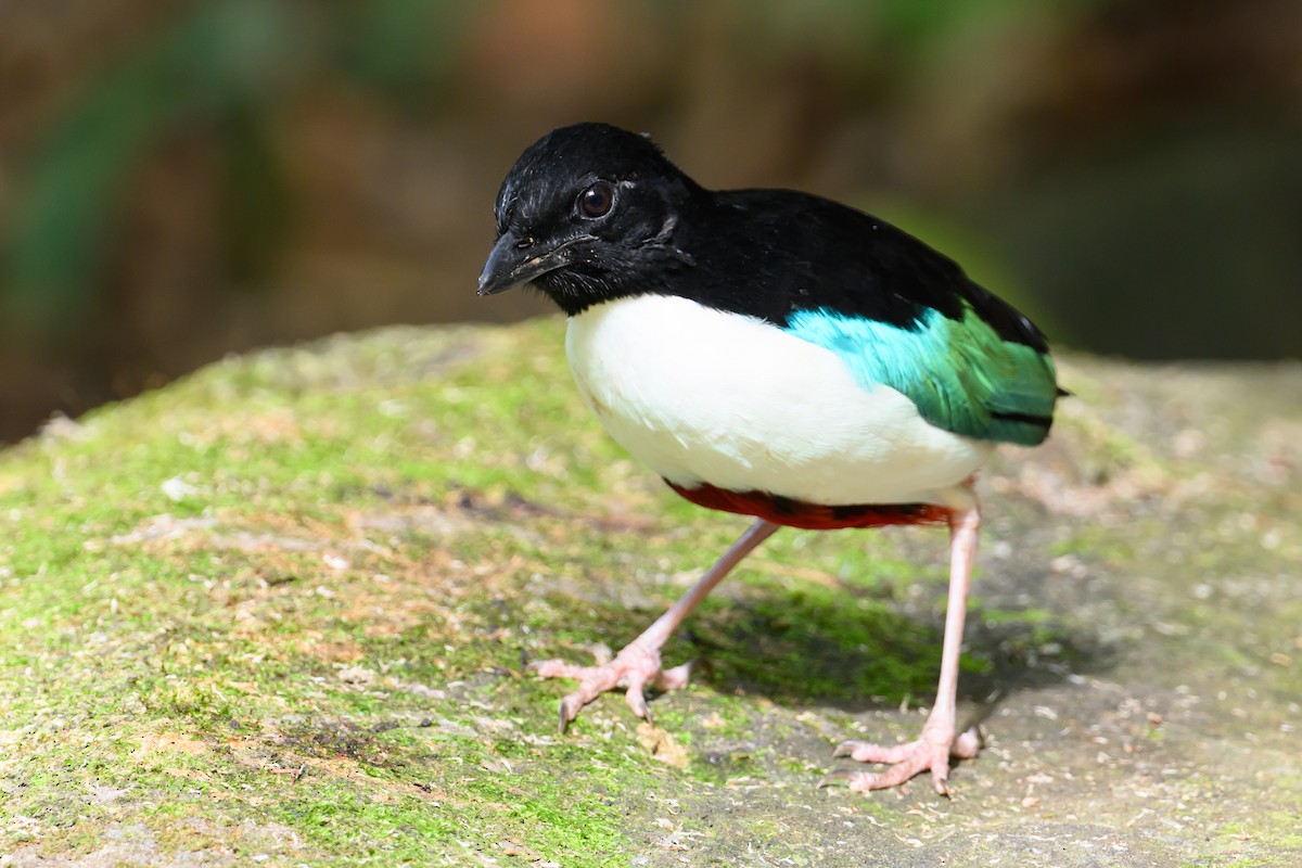 Ivory-breasted Pitta - ML616920840