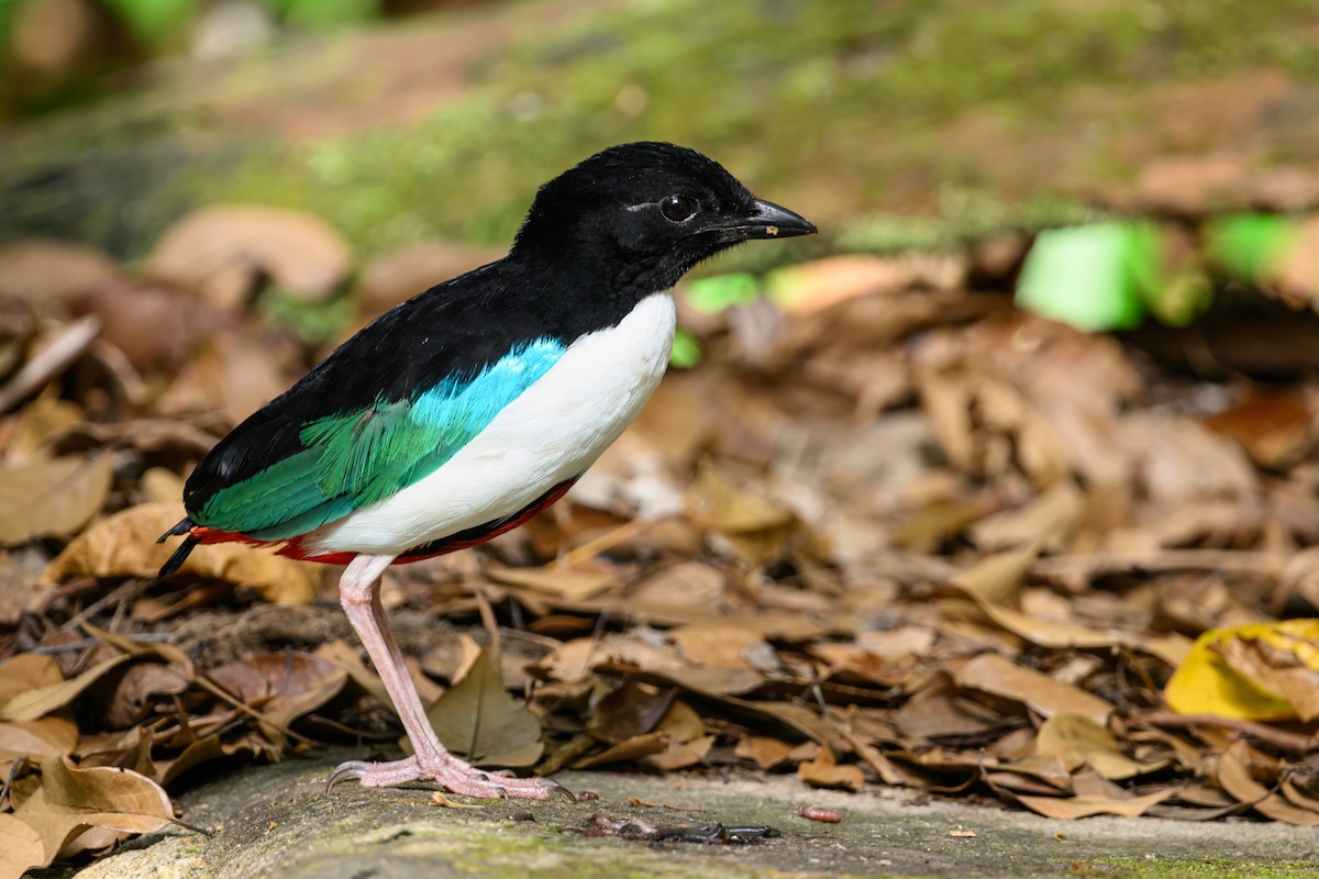 Ivory-breasted Pitta - ML616920842