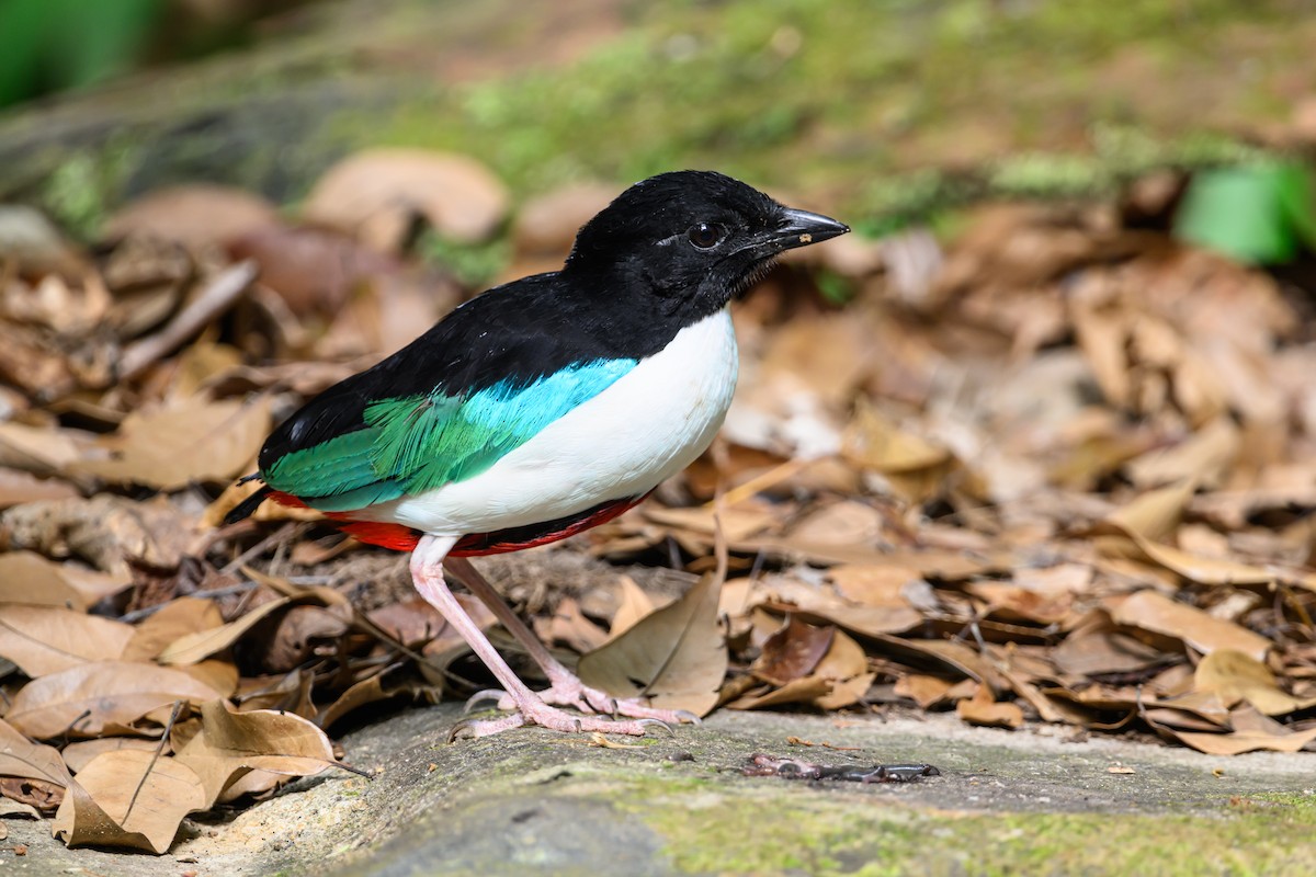 Ivory-breasted Pitta - ML616920846