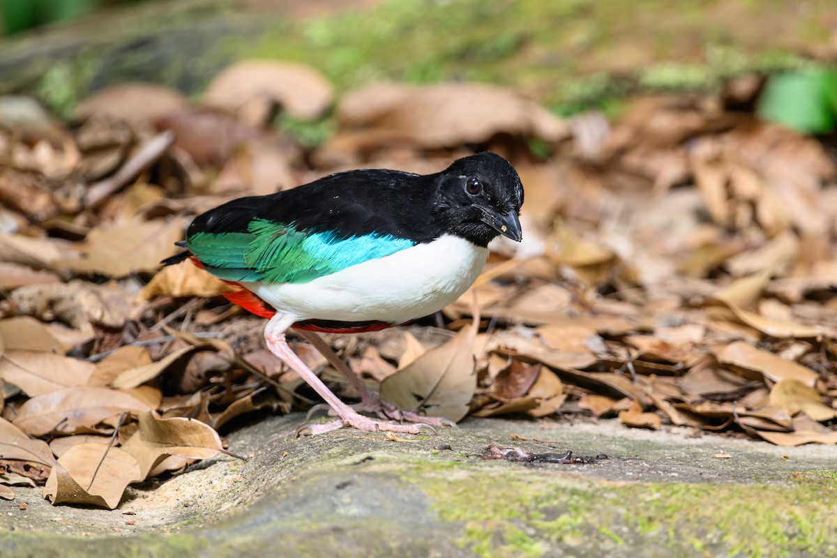 Ivory-breasted Pitta - ML616920847