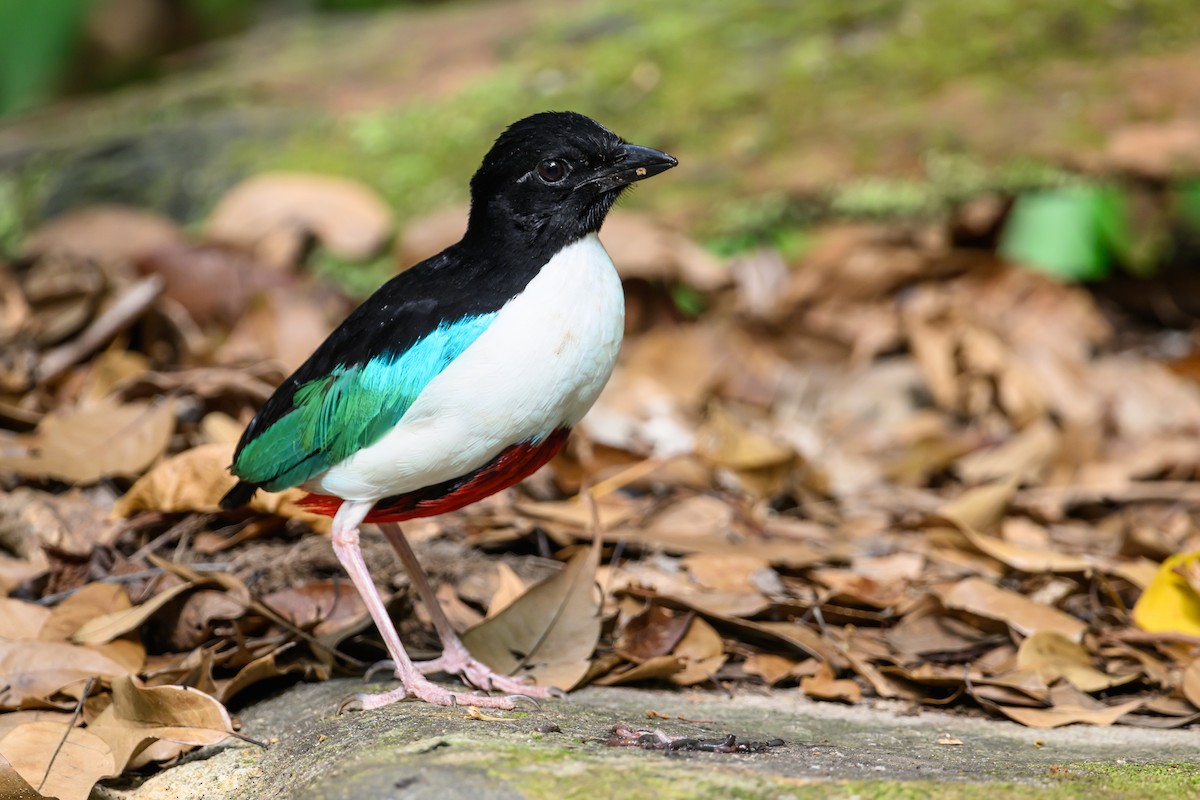 Ivory-breasted Pitta - ML616920848