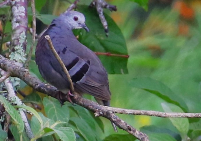 Maroon-chested Ground Dove - ML616920868
