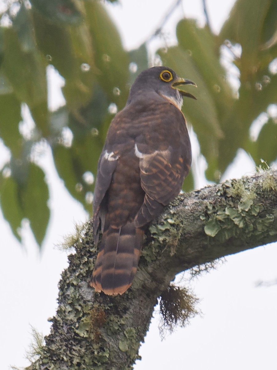 Philippine Hawk-Cuckoo - ML616920885