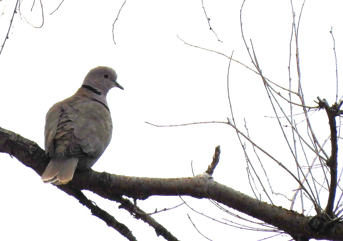 Eurasian Collared-Dove - ML616920892