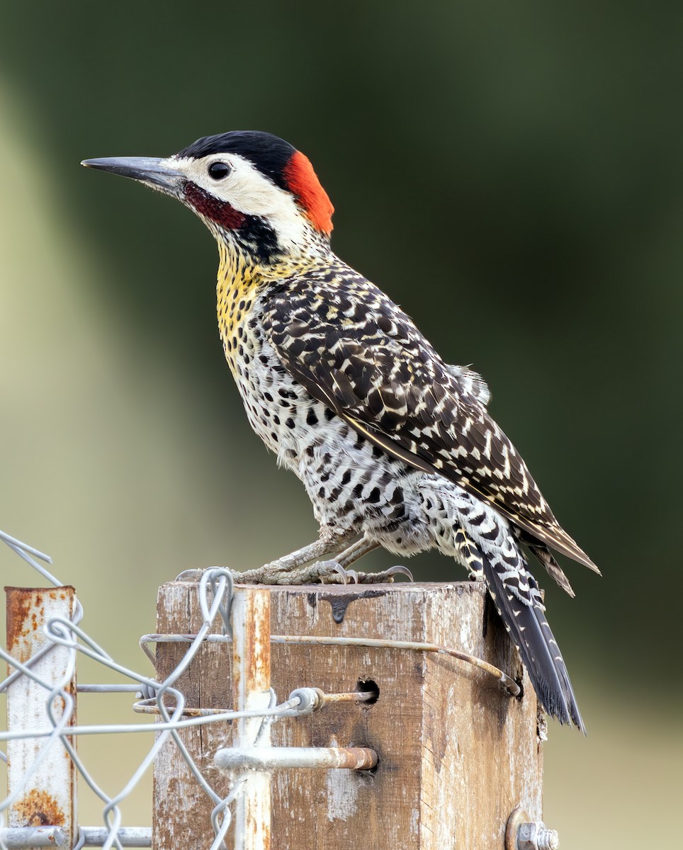 Green-barred Woodpecker (Golden-breasted) - ML616920898