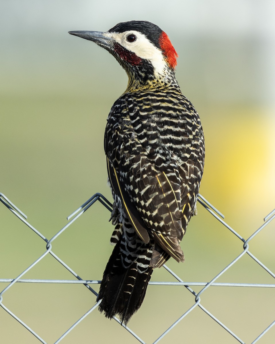 Green-barred Woodpecker (Golden-breasted) - ML616920899