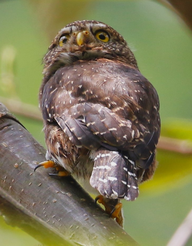 Costa Rican Pygmy-Owl - ML616920935