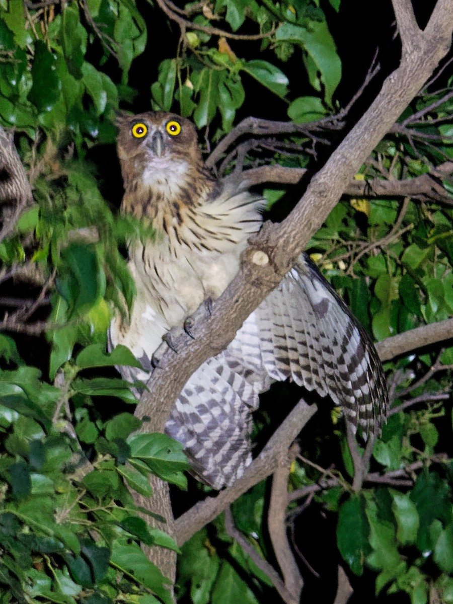 Philippine Eagle-Owl - ML616920996