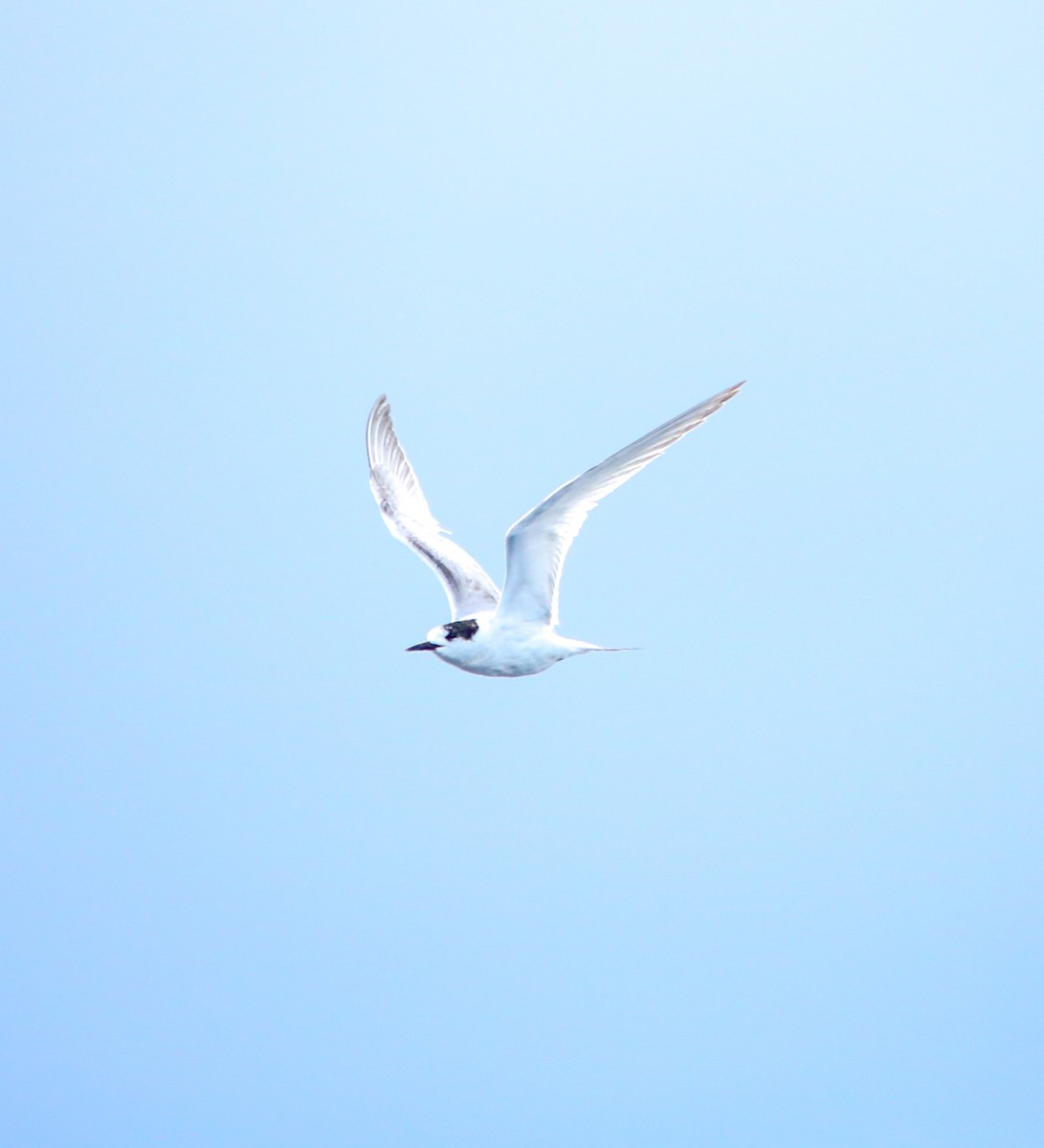 White-fronted Tern - ML616921236