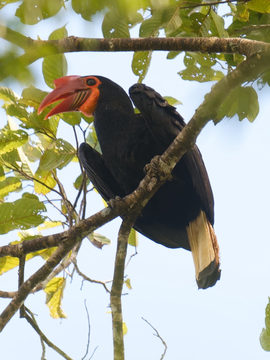 Writhed Hornbill - ML616921298