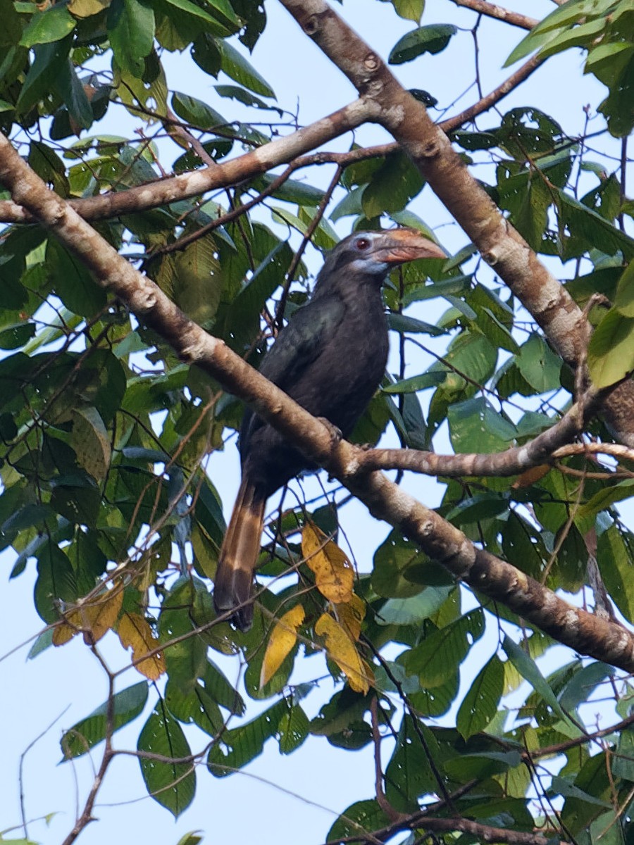 Mindanao Hornbill - ML616921300