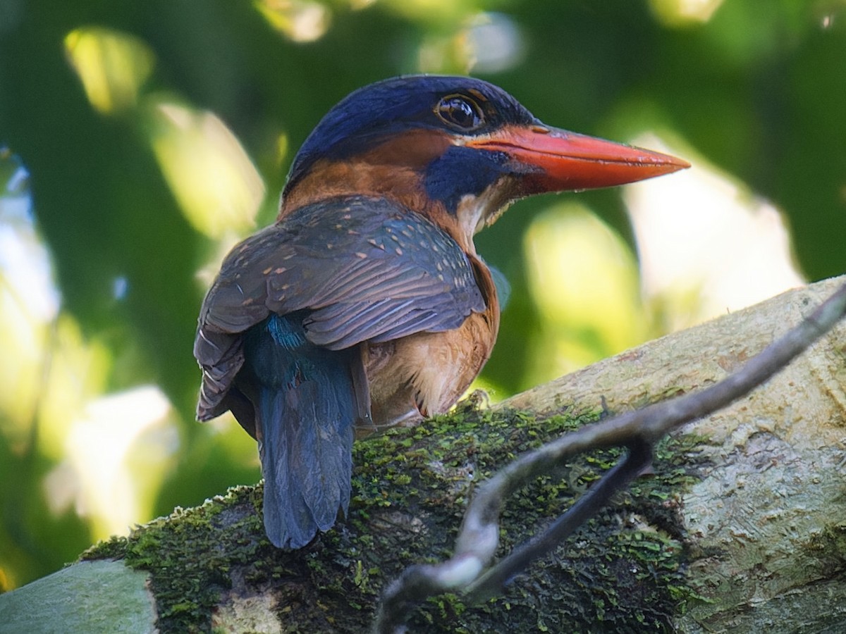 Blue-capped Kingfisher - ML616921520