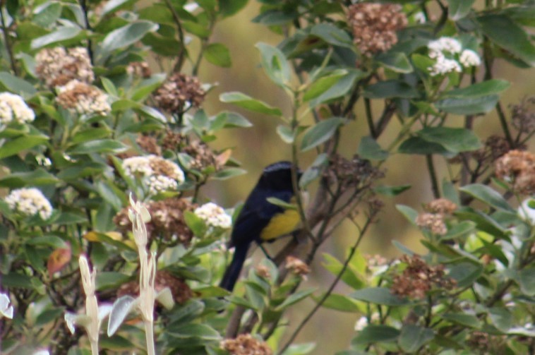Buff-breasted Mountain Tanager - ML616921777