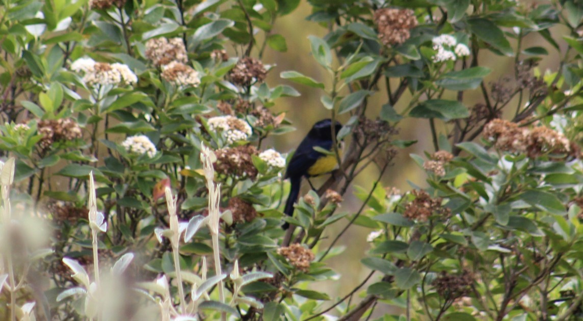 Buff-breasted Mountain Tanager - ML616921778