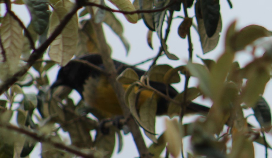 Buff-breasted Mountain Tanager - ML616921780