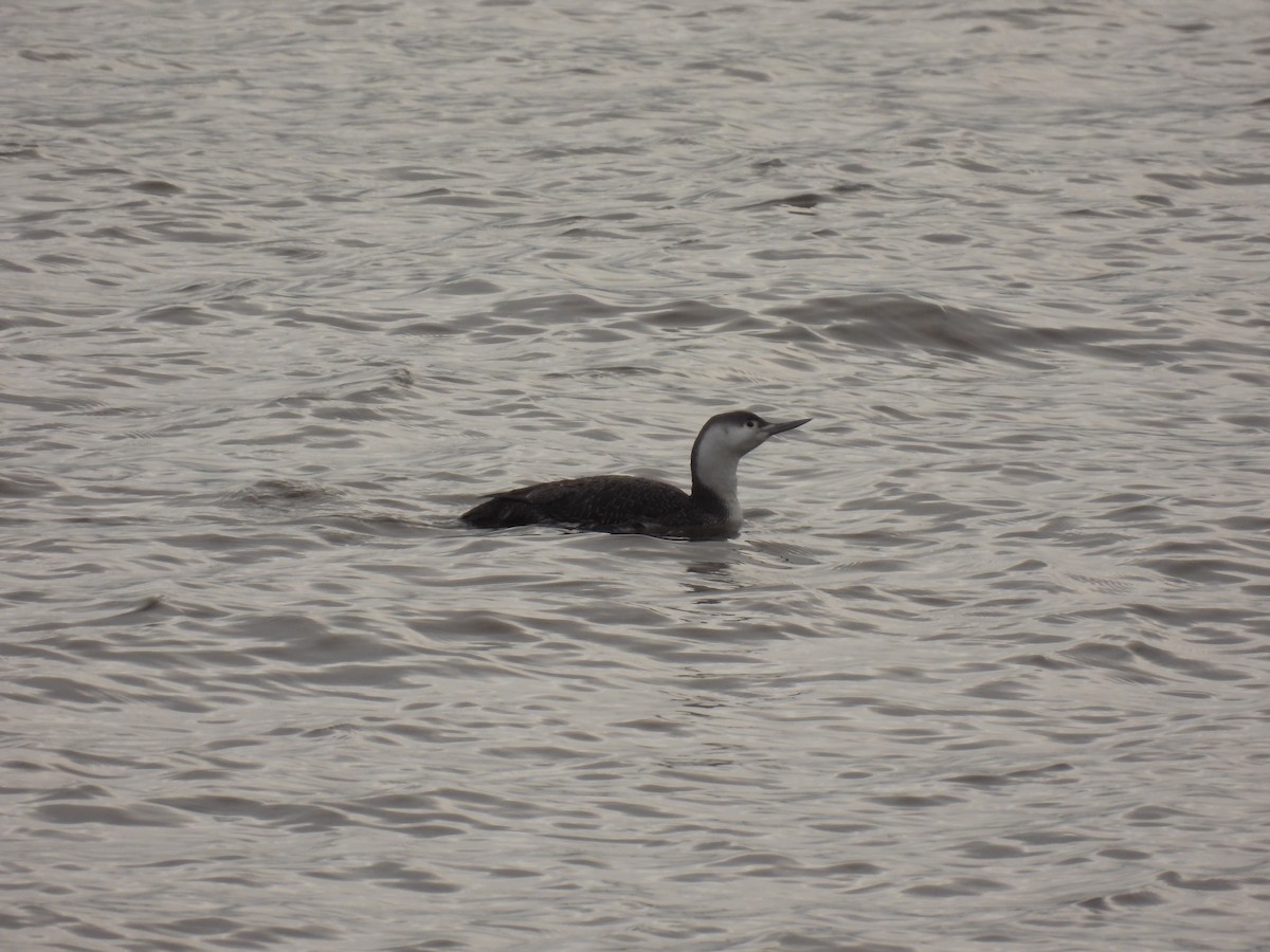 Red-throated Loon - ML616921783