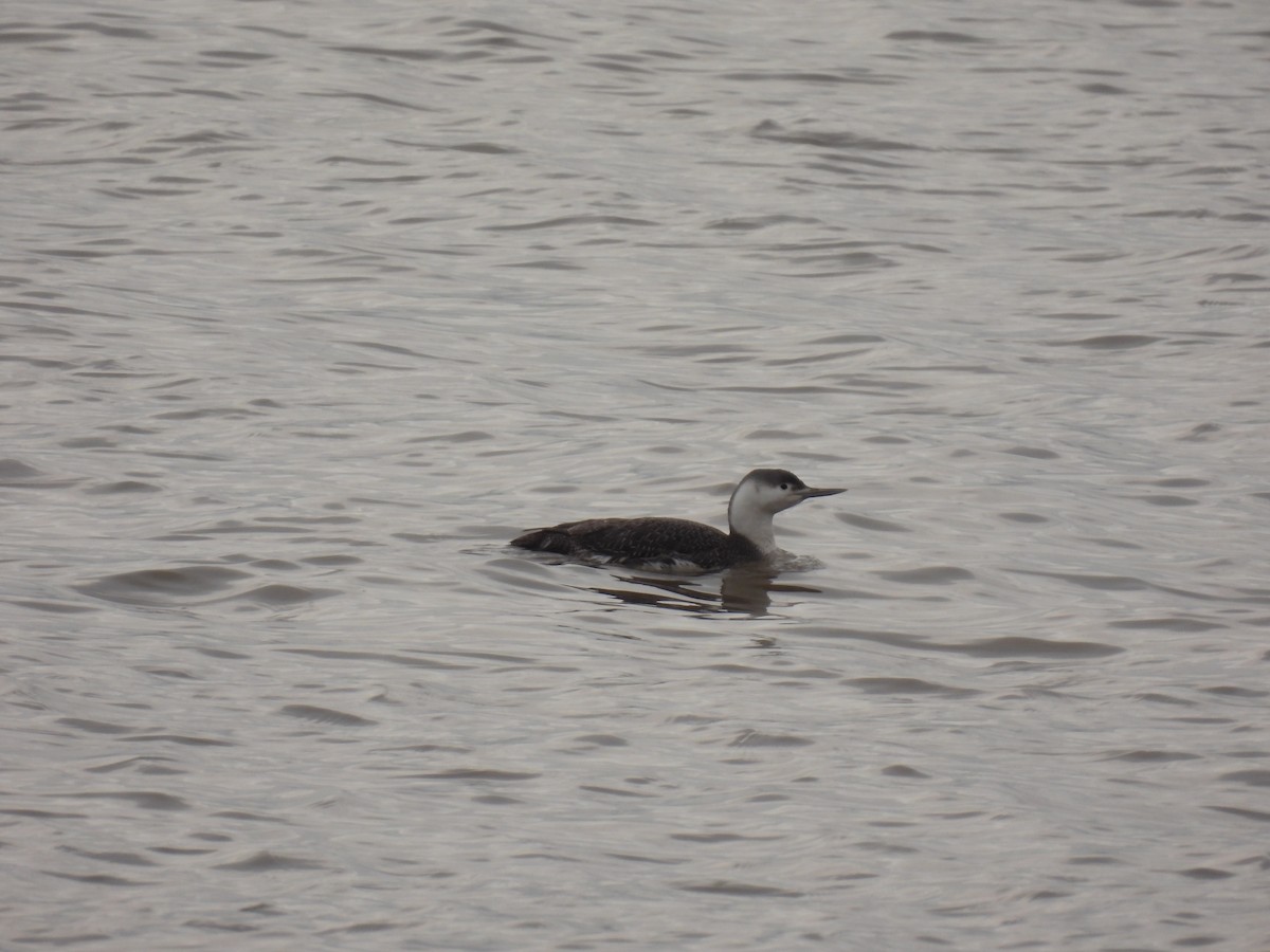 Red-throated Loon - ML616921792