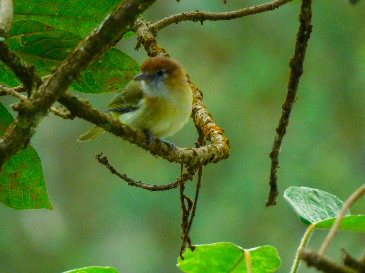 Rufous-naped Greenlet - ML616921812
