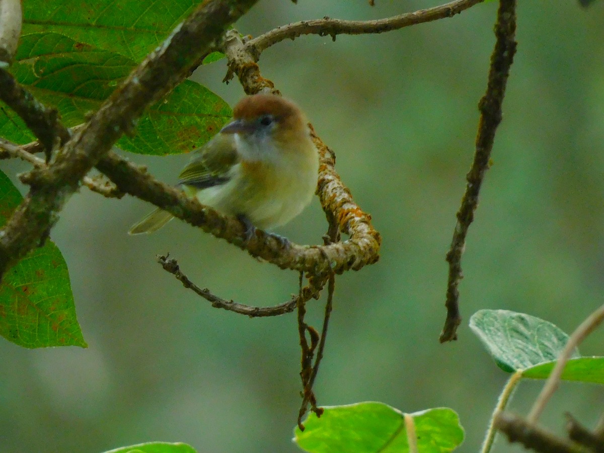 Rufous-naped Greenlet - ML616921813