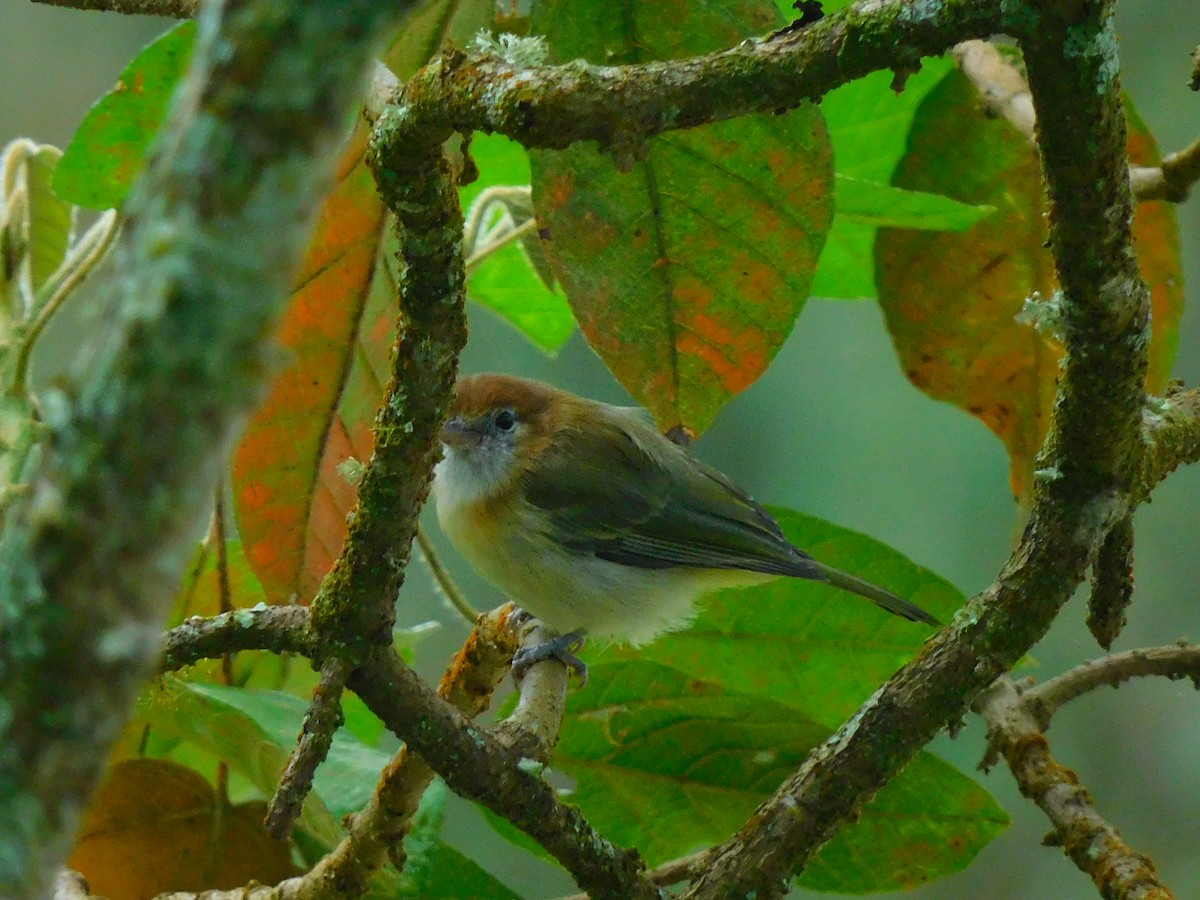 Rufous-naped Greenlet - ML616921815