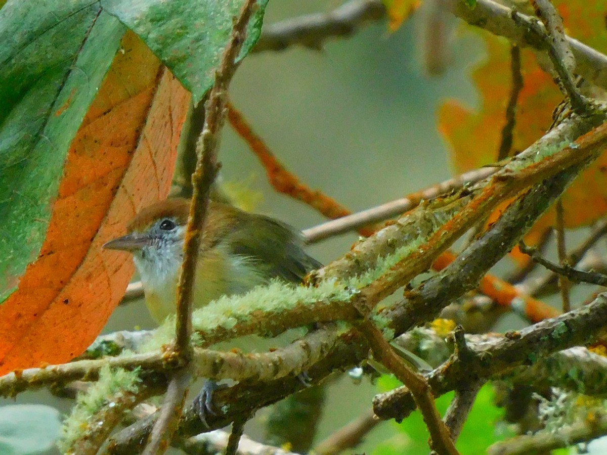 Rufous-naped Greenlet - ML616921817